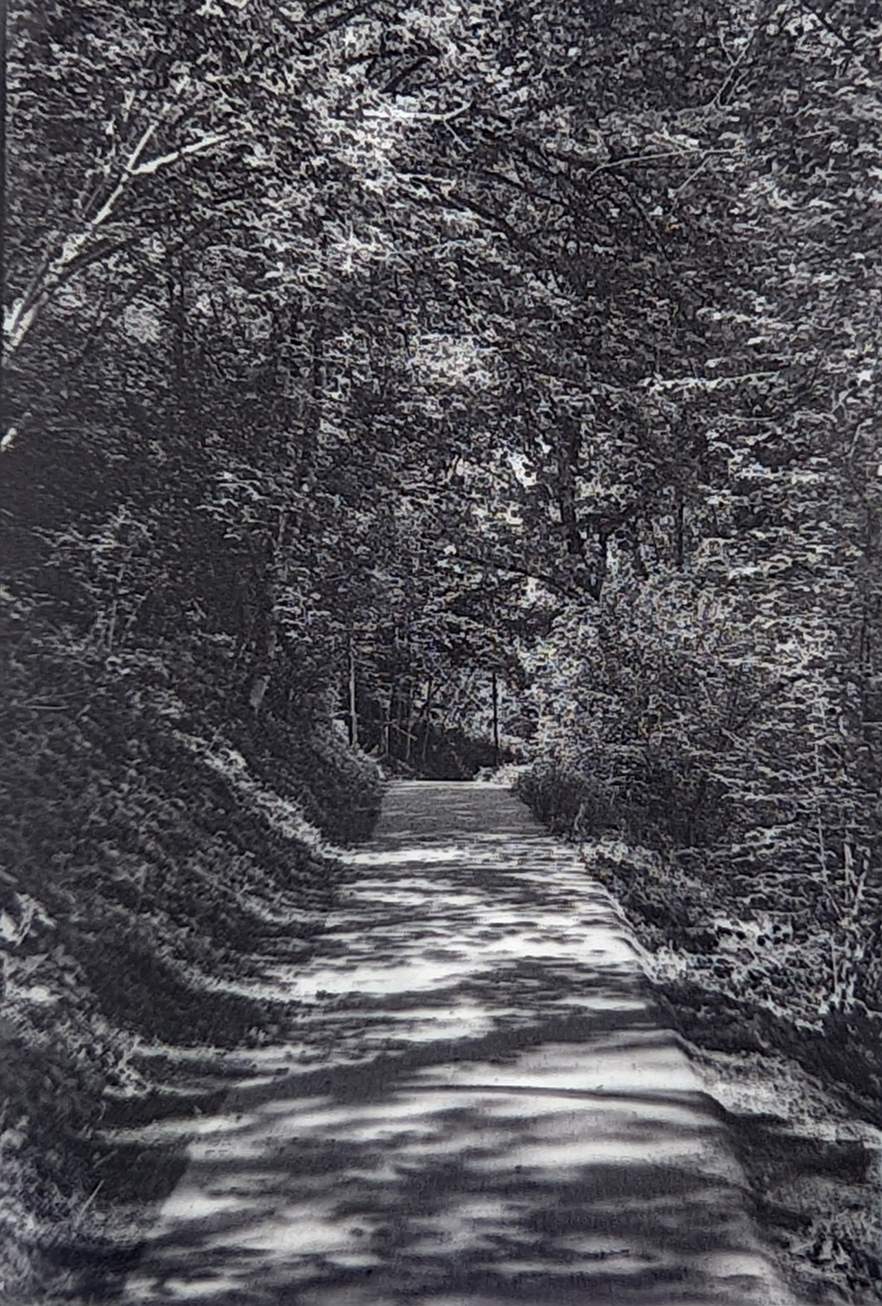 A green alleyway on Halbinsel Au