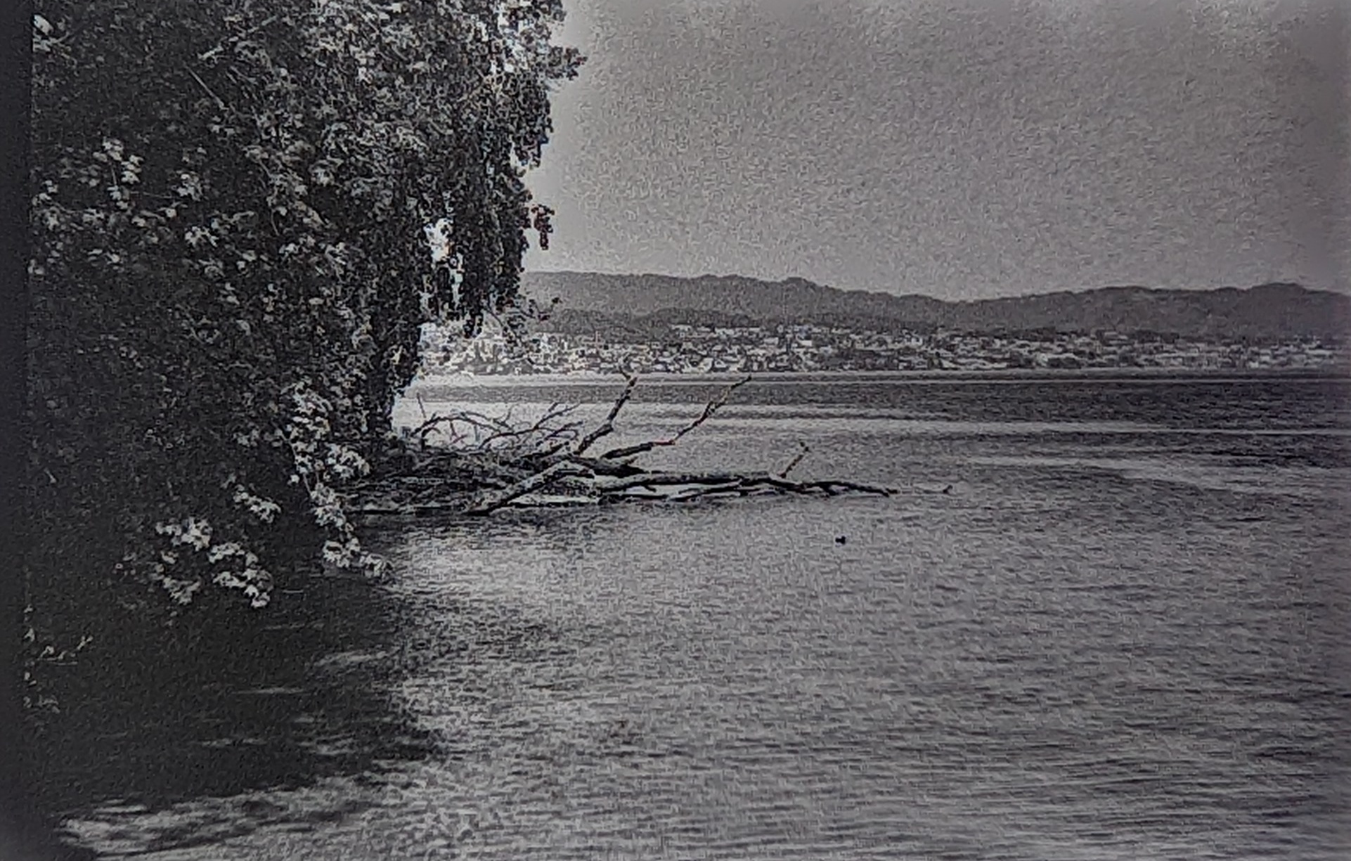 Trees along the Lake Zurich shore