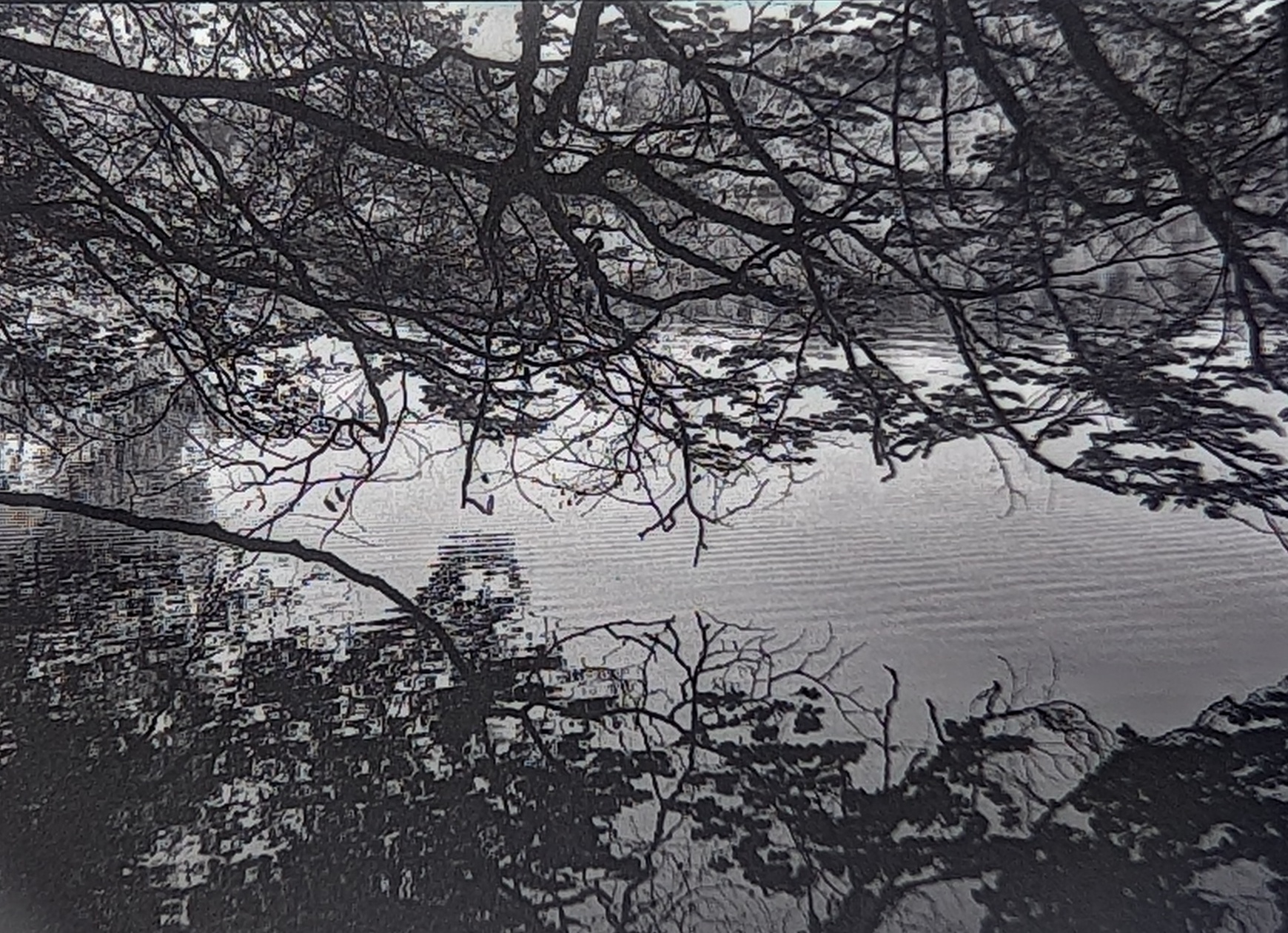 Trees over the water at Katzensee