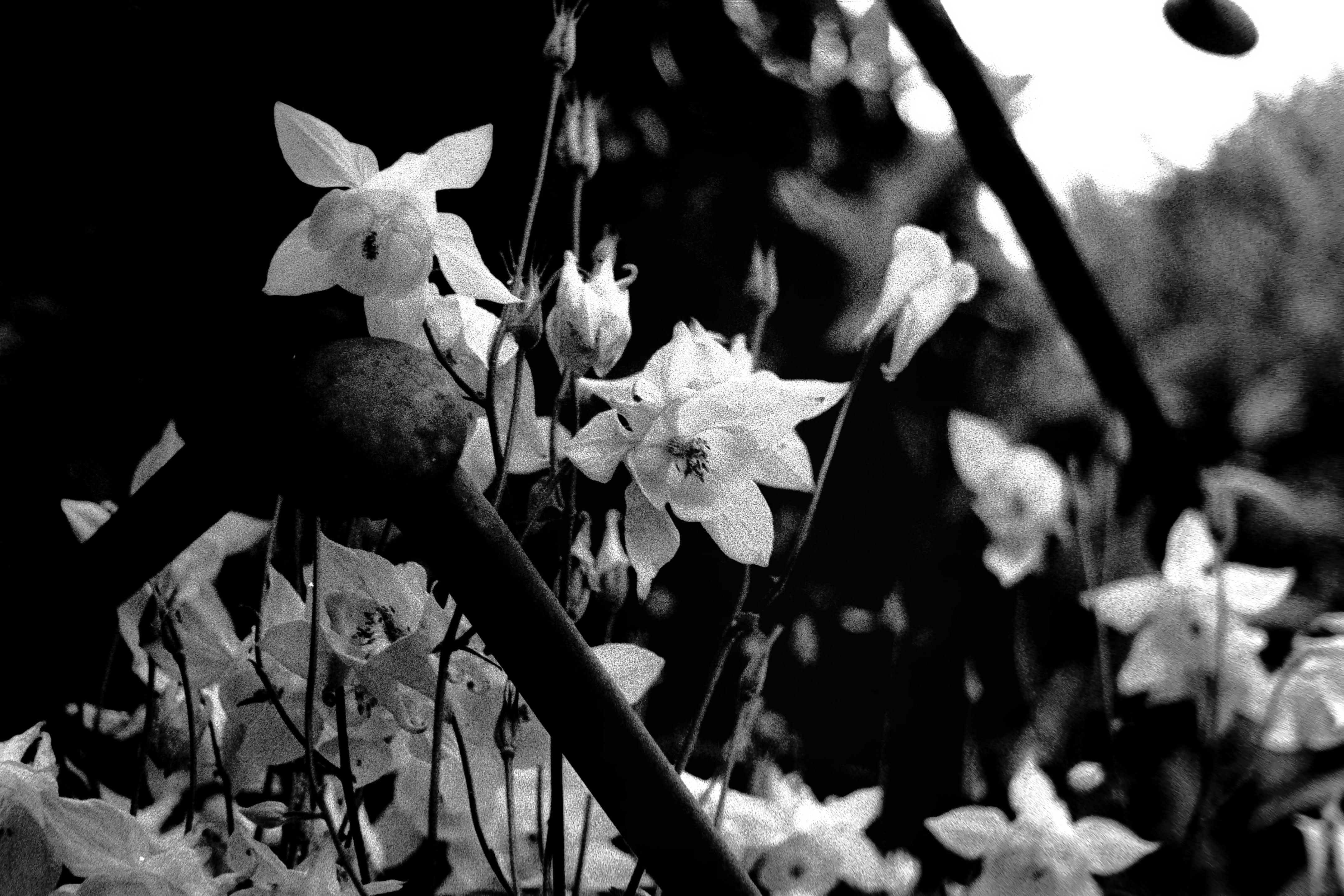 Daffodils blooming