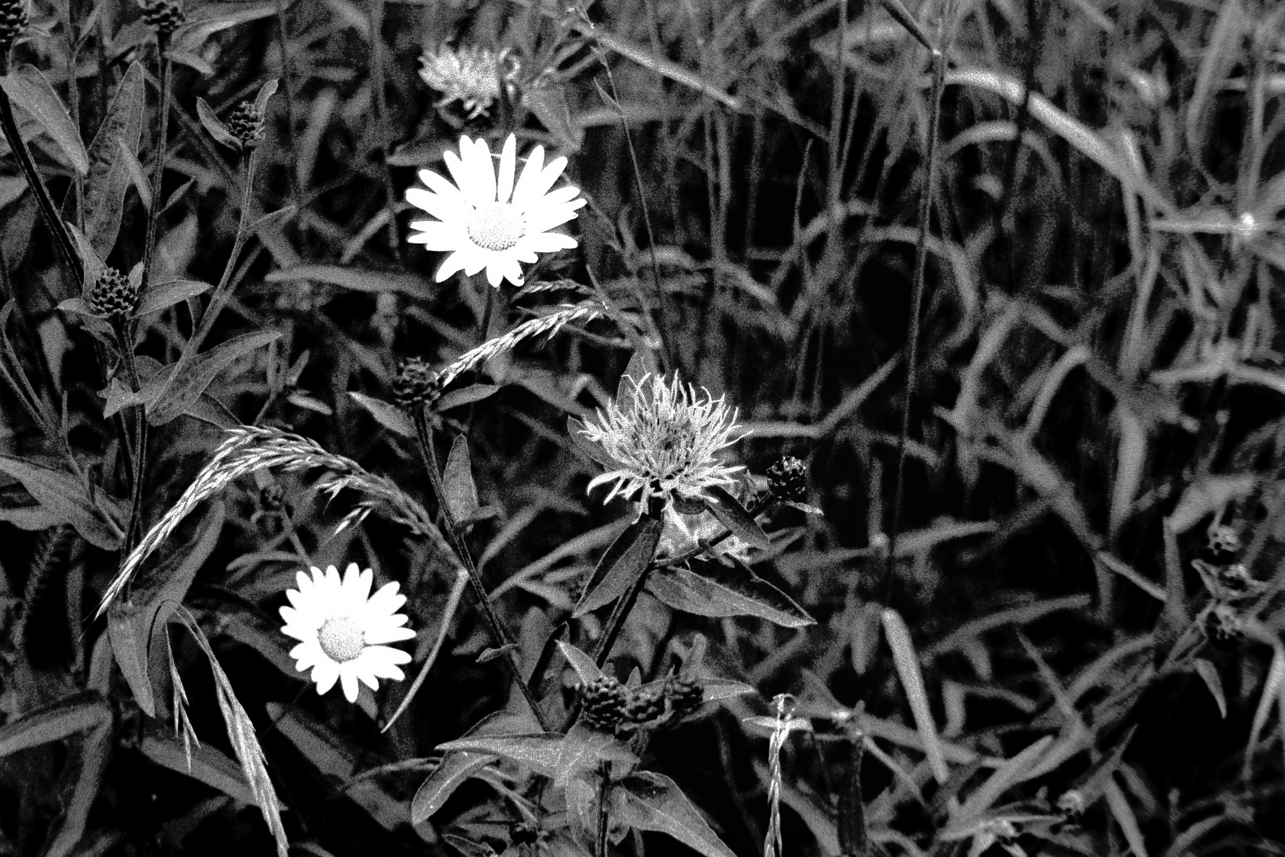 A thistly growing next to some daisies