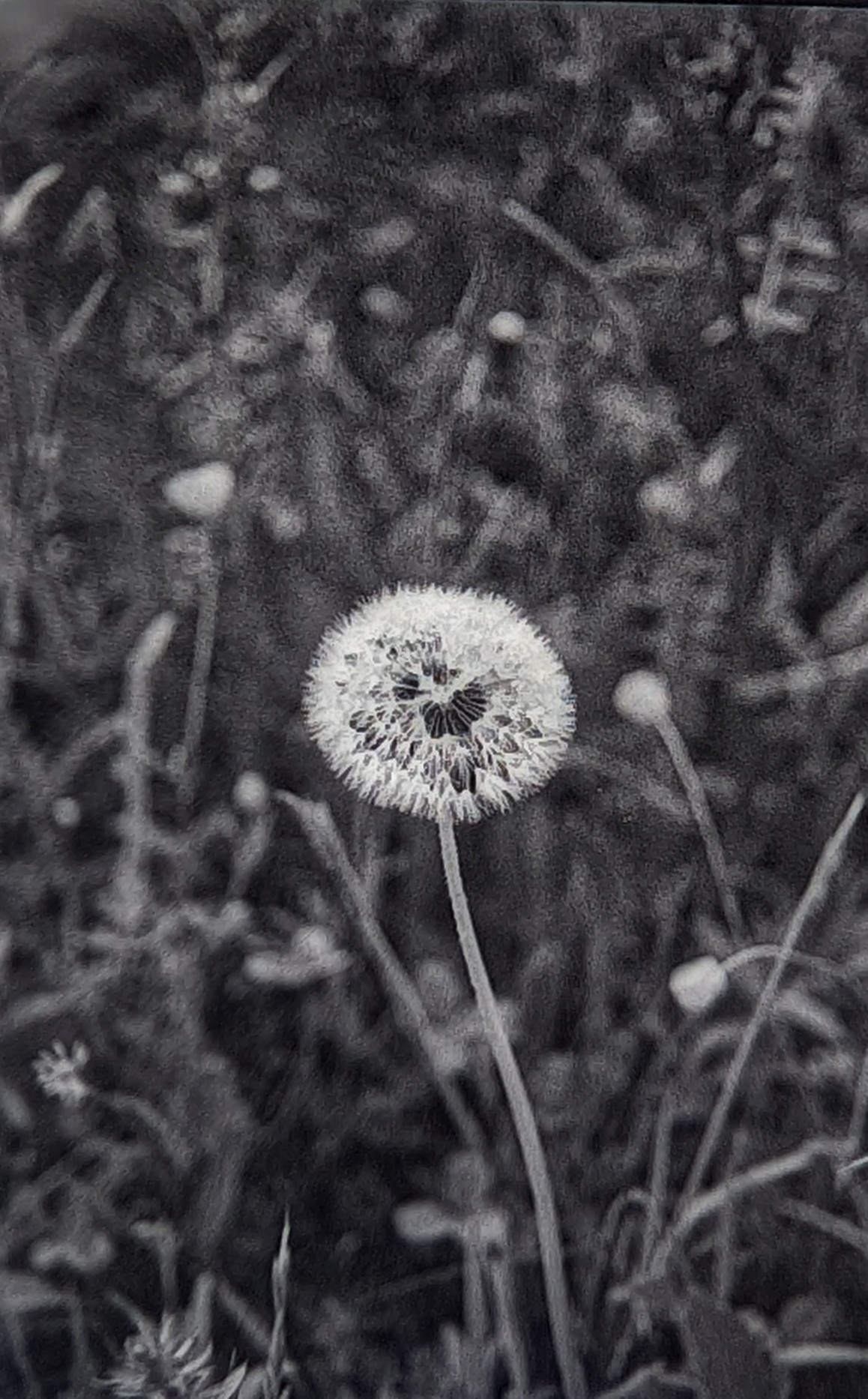 A blooming dandelion