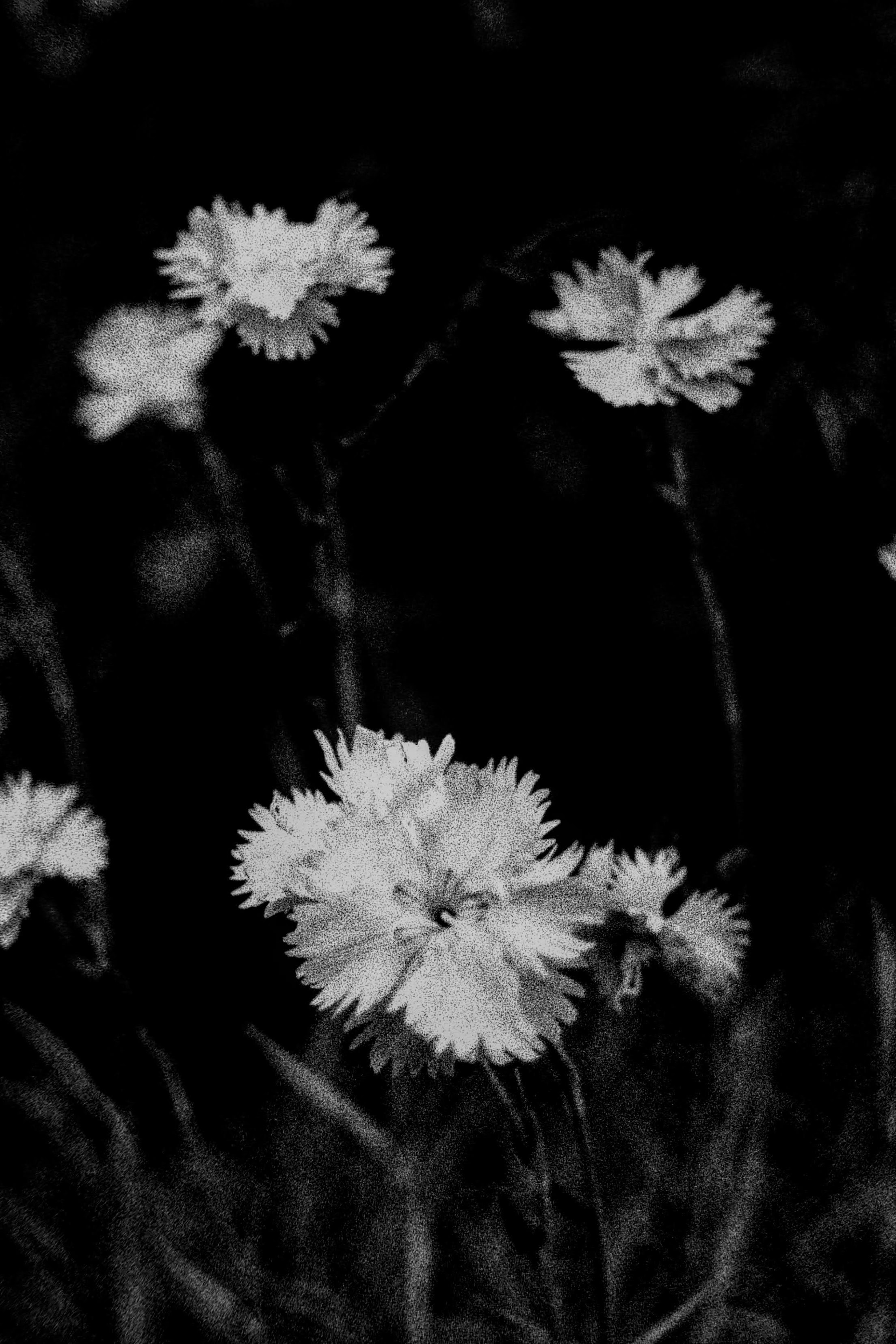 I think this is Edelweiss?