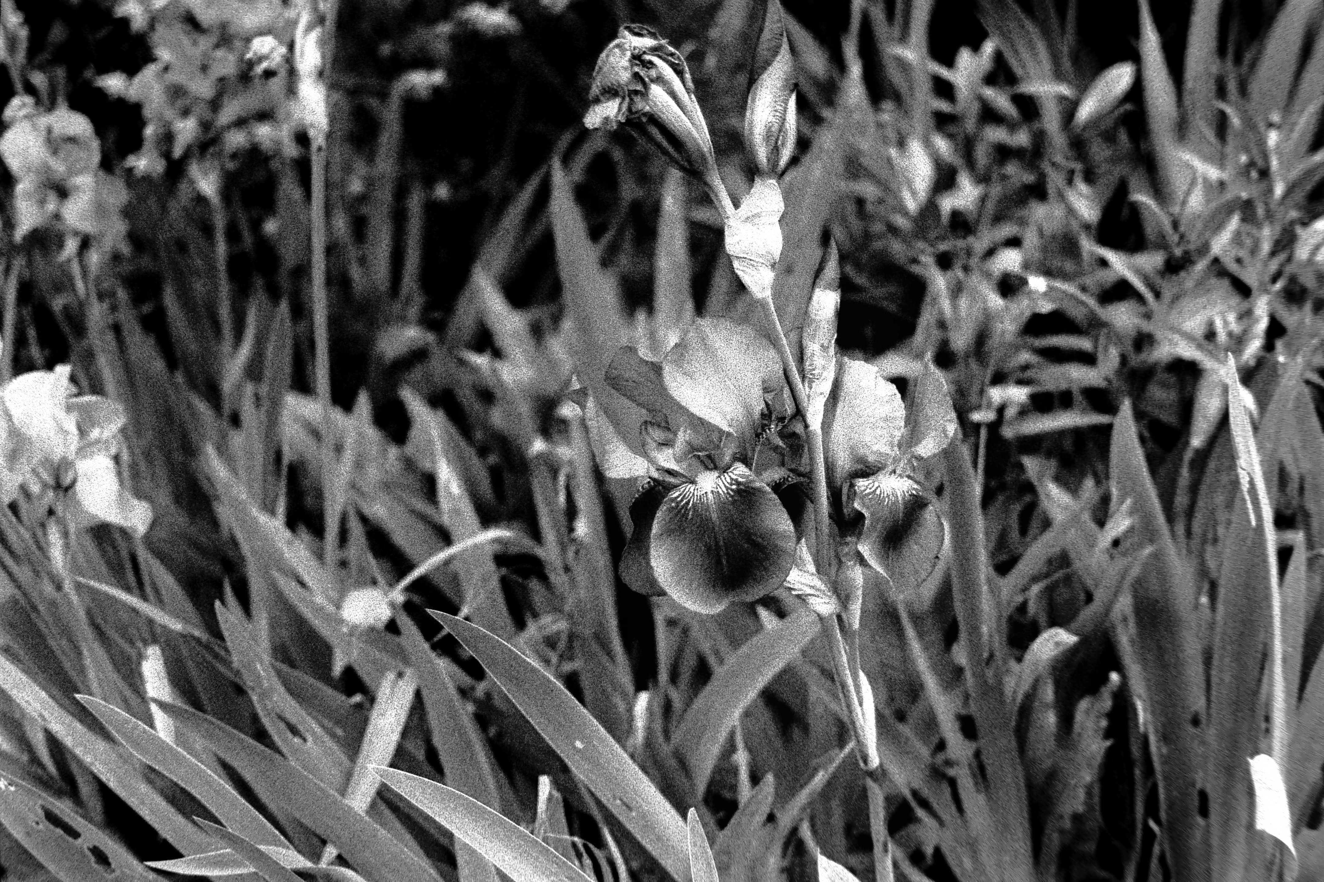 Iris flower close-up