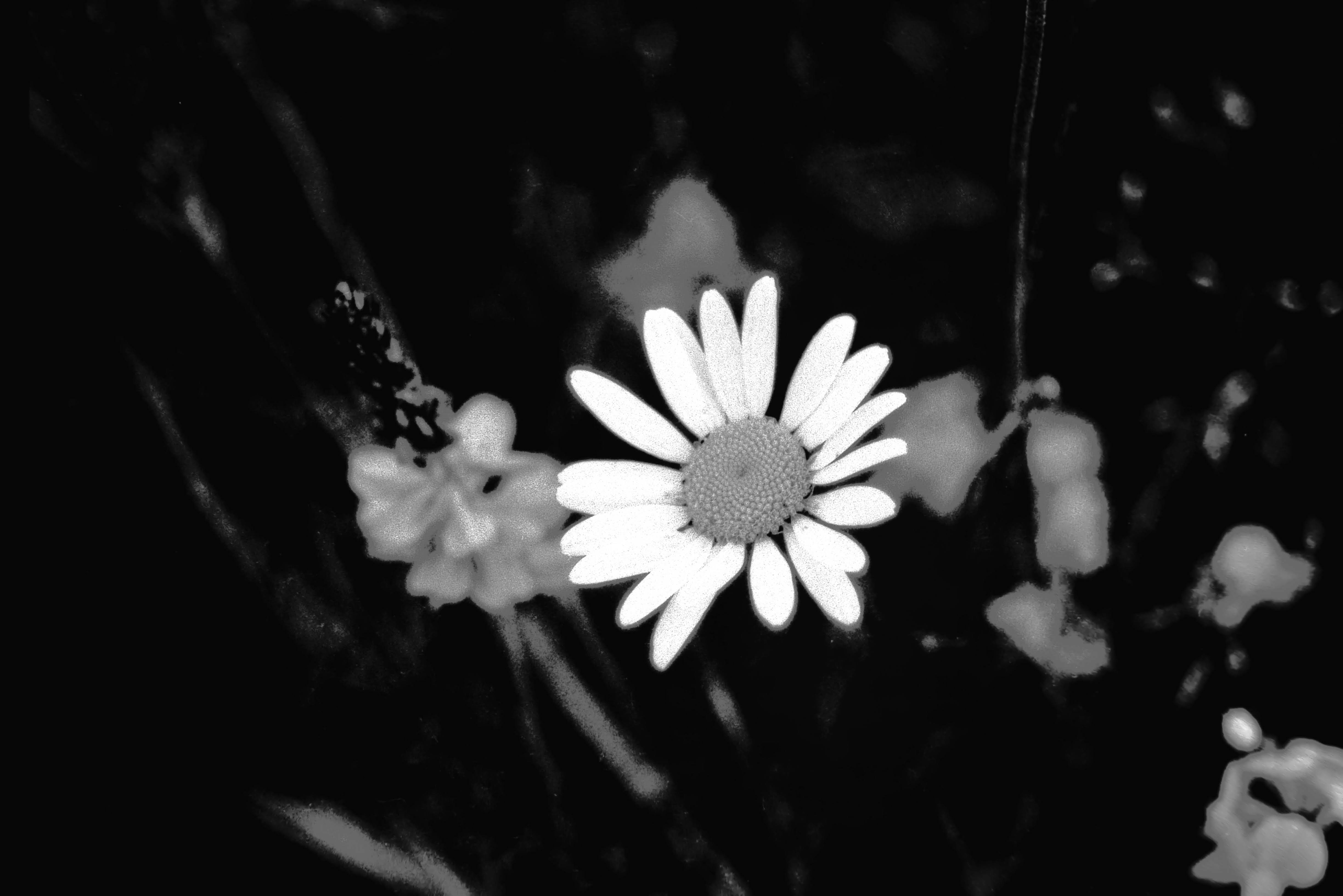 Leucanthemum