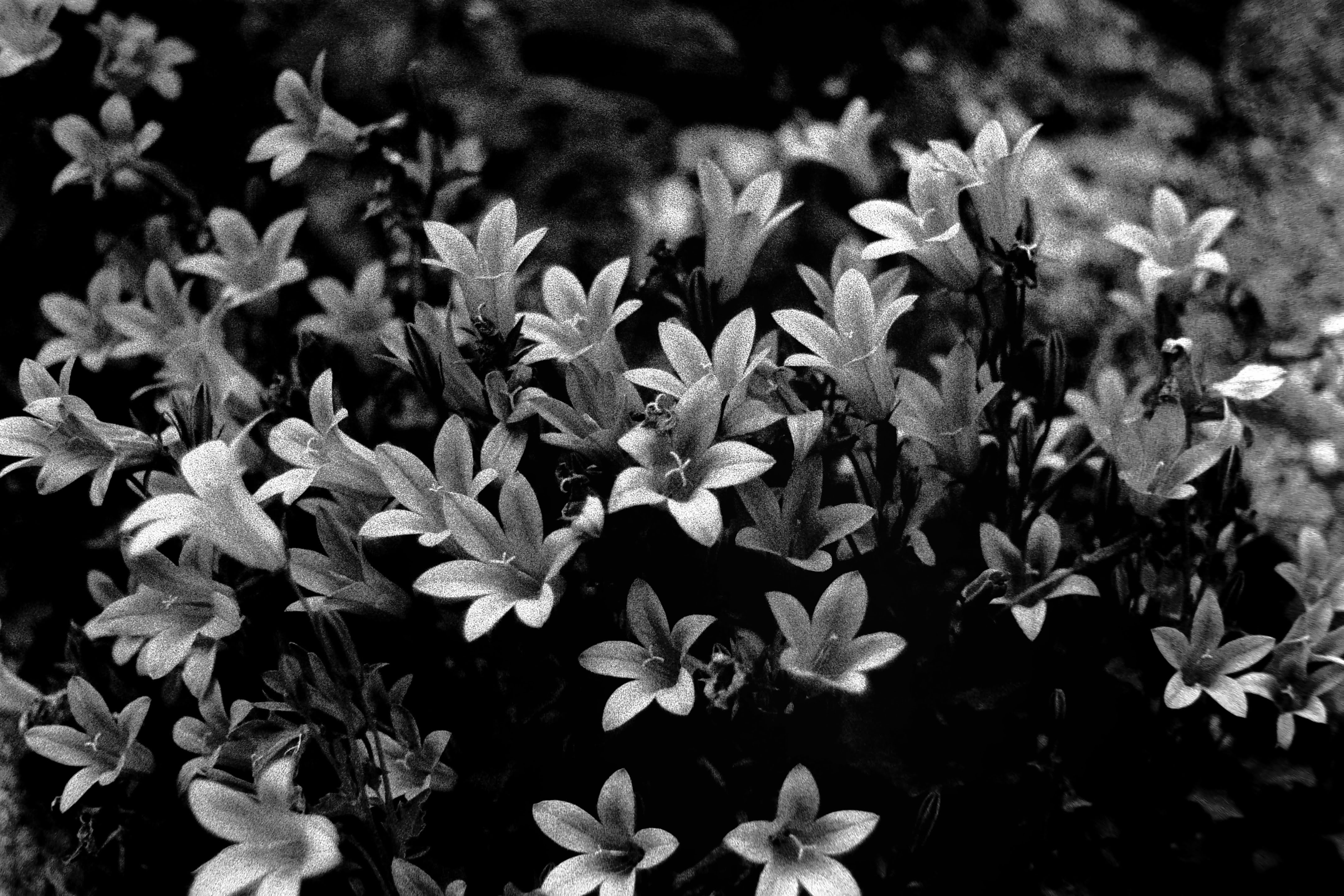 Lilies, I believe?