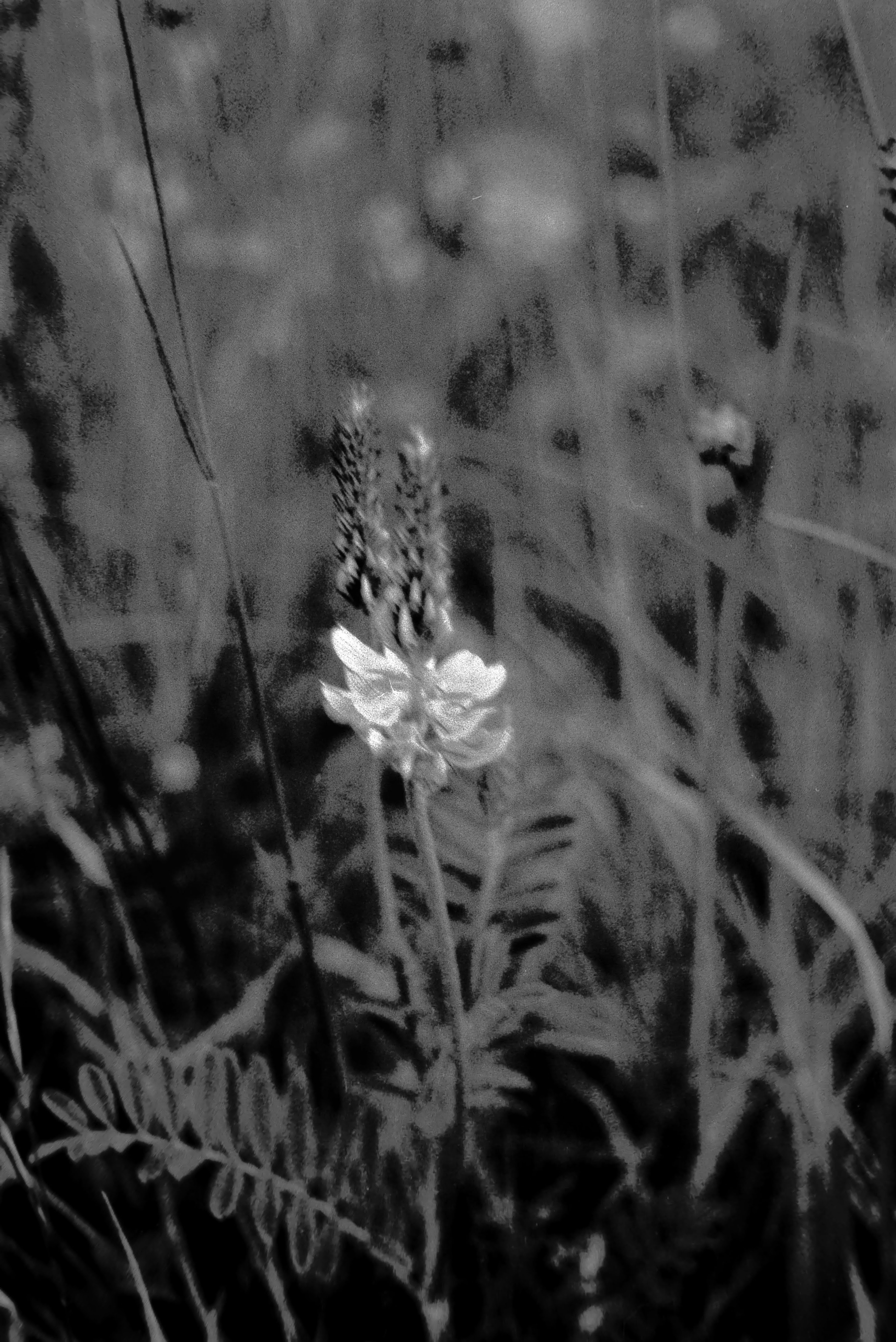 Lupines