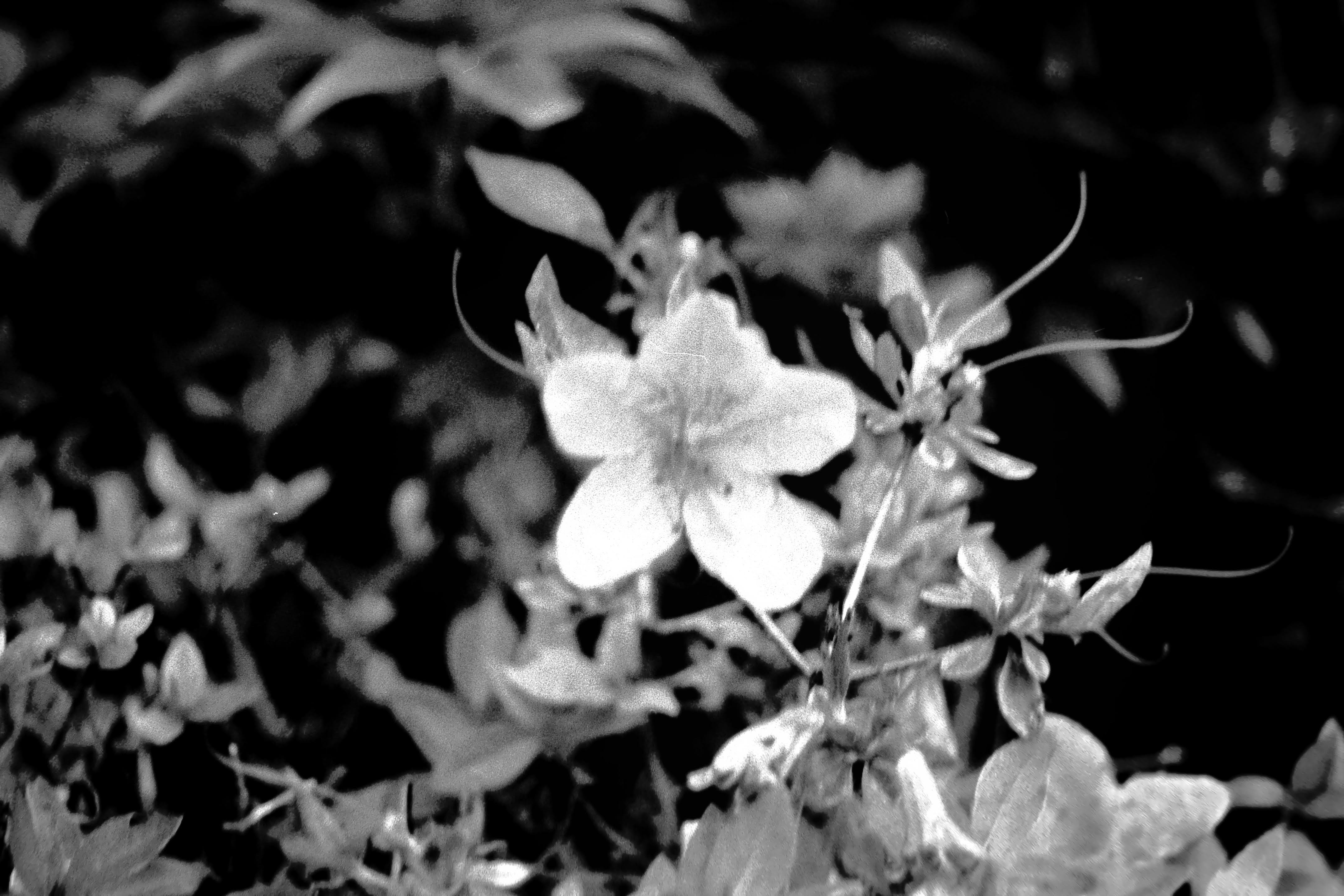 Pelargonia
