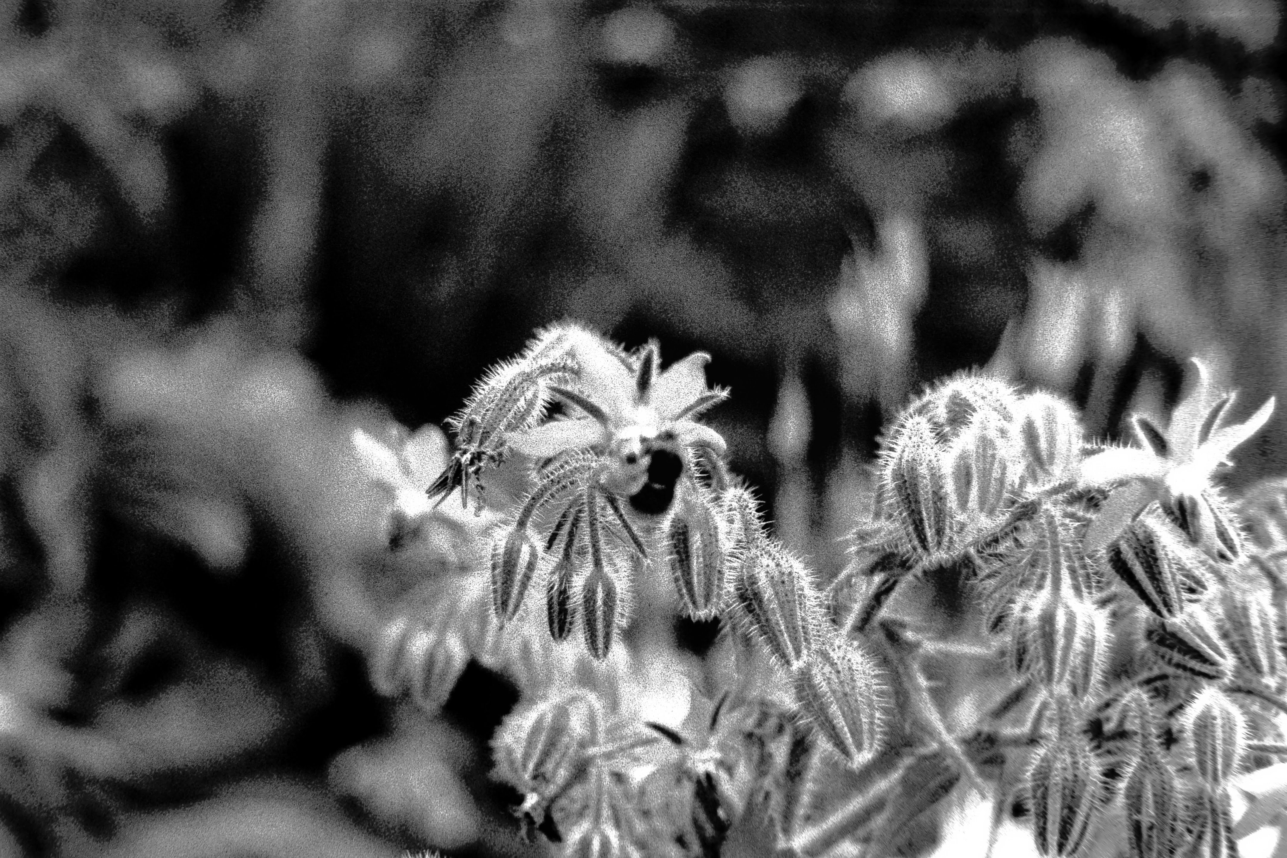 Some spiky plants, no idea