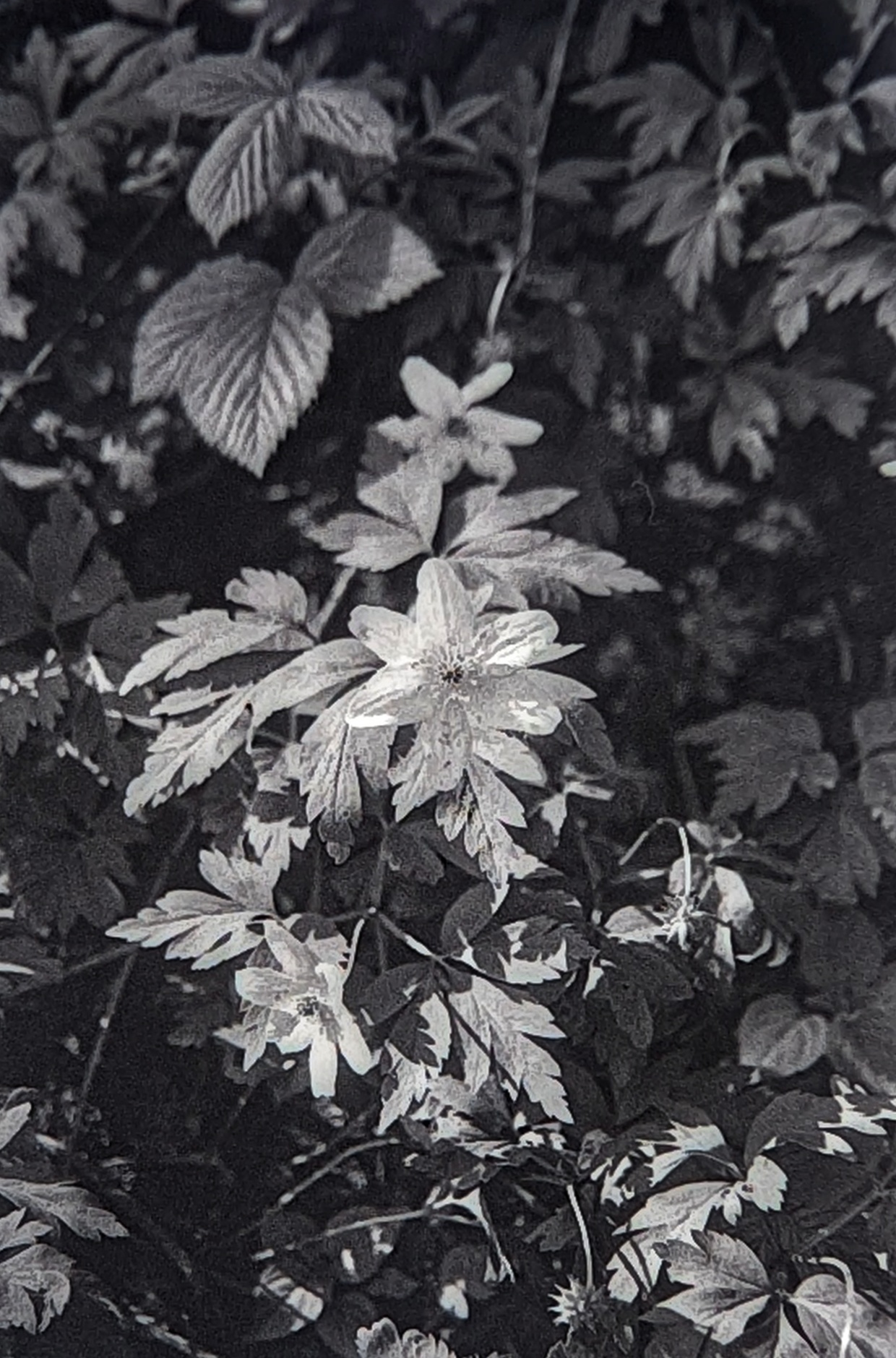 Wood anemone