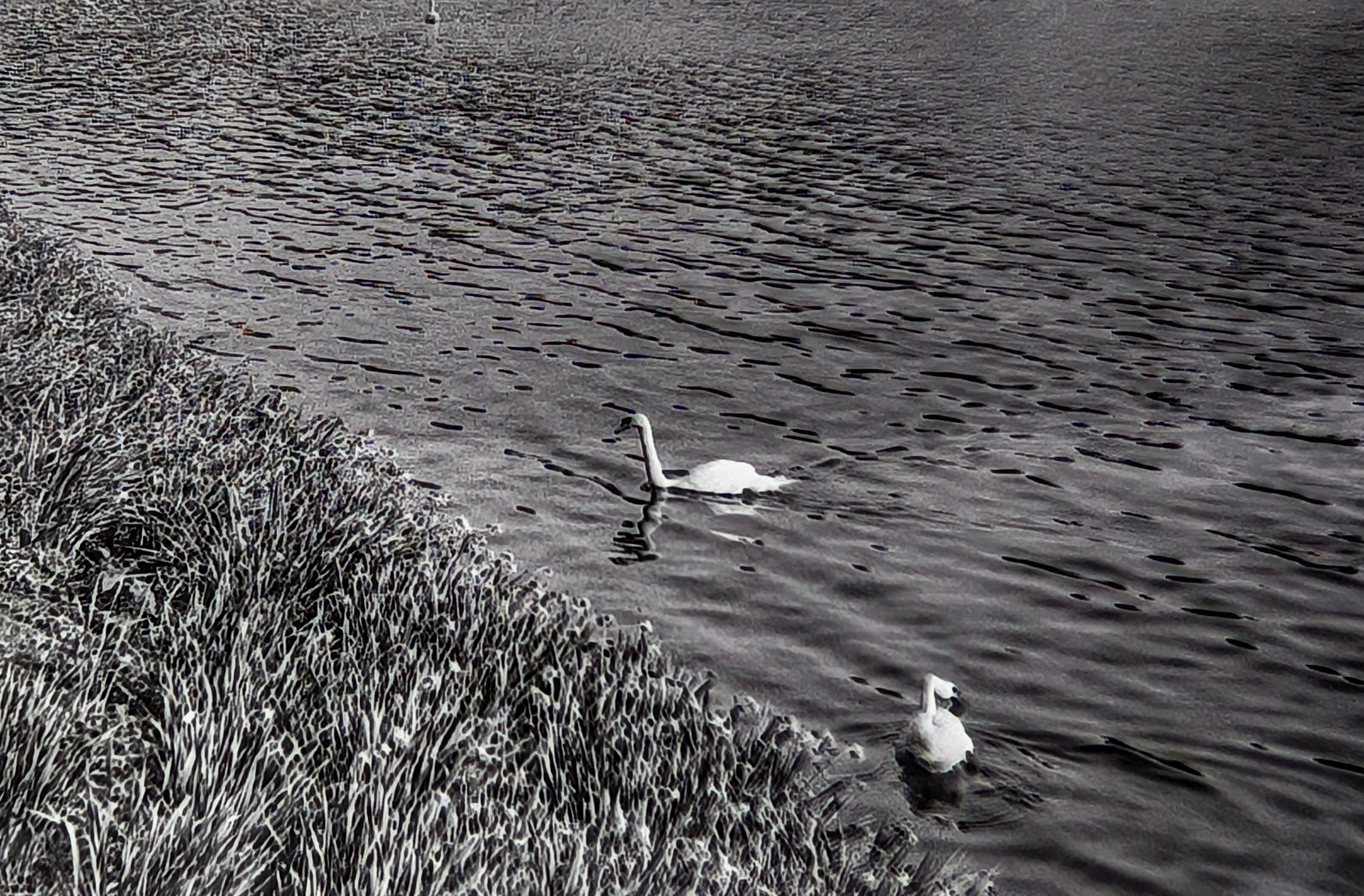 Swans at Binnenalster